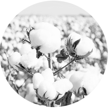 Product Preview Image